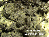 Grindal Worms